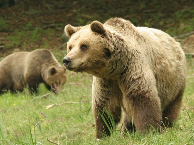 Μια ημέρα εθελοντισμού στο καταφύγιο του Αρκτούρου