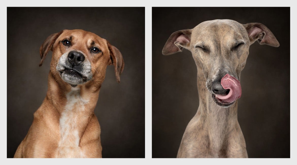Δύο φωτογράφοι αποδεικνύουν ότι οι σκύλοι είναι οι καλύτεροι άνθρωποι