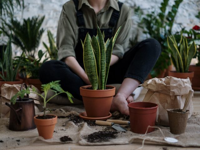 Οι Έλληνες plant lovers που πρέπει να γνωρίζεις