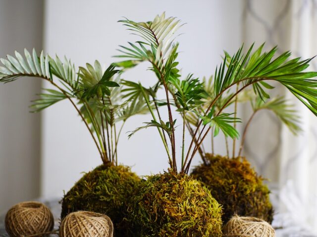 Kokedama