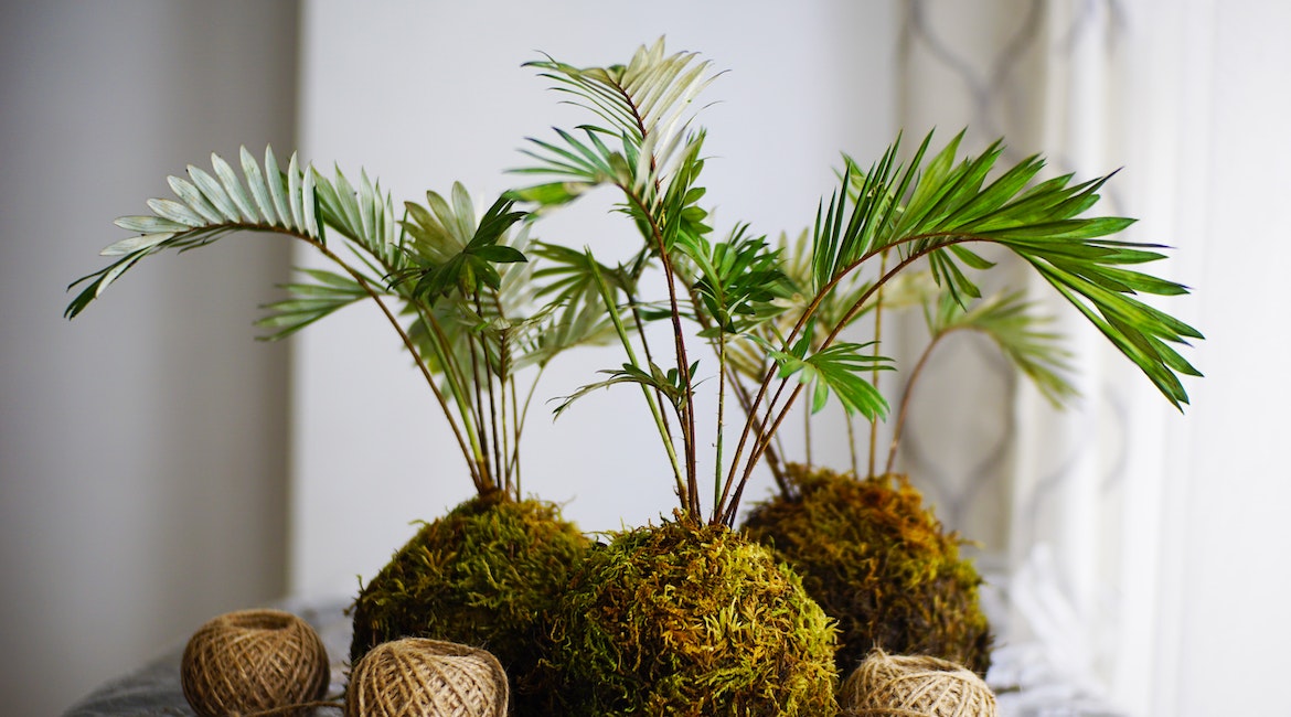 Kokedama