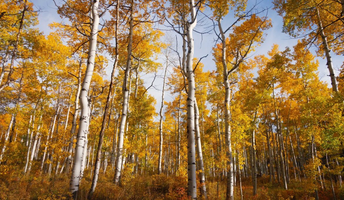 friends of pando