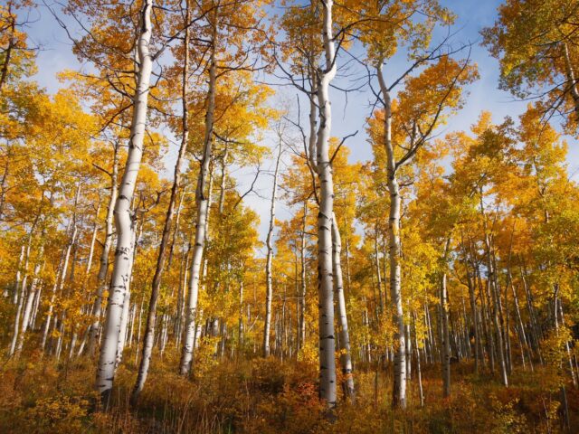 friends of pando